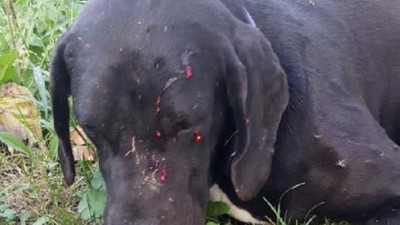 Komşusunun köpeğini av tüfeğiyle vurdu