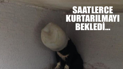 Köpeğin kafasına turşu bidonu geçirdiler