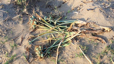 Koruma altındaki kum zambaklarını köklediler