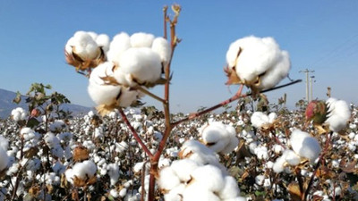 'Adana’da pamuk hasadı yüzde 50 düştü'