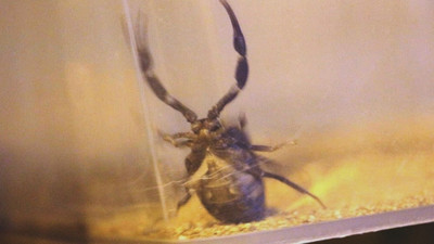 Mardin'deki operasyonda 217 akrep ele geçirildi