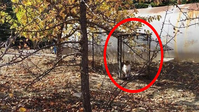 O üniversitede öğrenciler evcil hayvanlar için ayaklandı