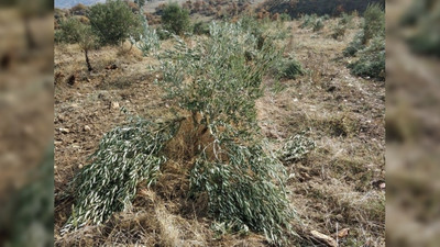 600’e yakın zeytin ağacını parçaladılar!