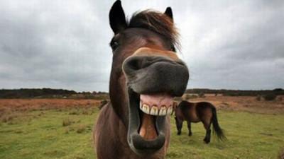 Bakan Pakdemirli'den 'at ve eşek eti ithalatı' iddialarına yanıt