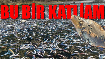 Bulduk Barajı'nda binlerce balık öldü