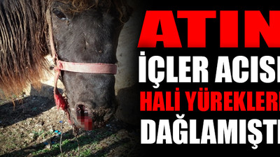 Büyükada'da kanlar içinde bulunan RUAM hastası at öldürüldü