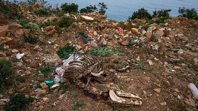 Eski Adalar noteri: Sakat atlar kesiliyor, taylar uçurumdan atılıyor