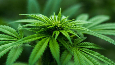 Esrara izin veren ülkeler artıyor