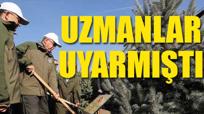 10 milyon fidan kurudu!