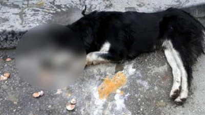 20 sokak hayvanını zehirleyen zanlı serbest bırakıldı!