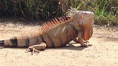 ABD'de gökten iguana yağabilir