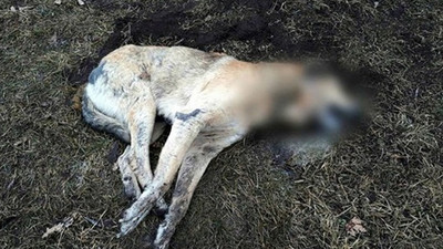 Ankara'da yine vahşet! 