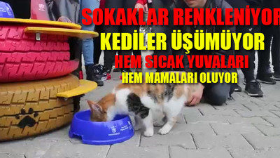 Belediye ile gençler sokak hayvanları için el ele verdi
