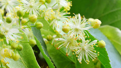 İstanbullular ‘ıhlamur’ dedi