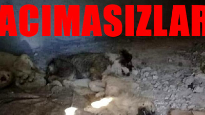 İzmir'de 12 yavru köpek zehirlenerek öldürüldü
