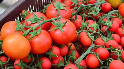 5 bin ton domates çöpe gitti