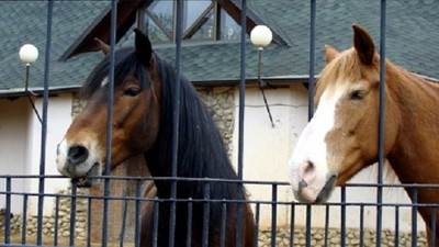 AKP’li belediye, hayvanat bahçesindeki hayvanları satışa çıkardı