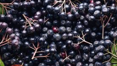 Aronya meyvesi çayı nedir? Faydaları ve zararları