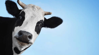 Hint politikacılardan koronavirüse karşı 'inek idrarı' önerisi