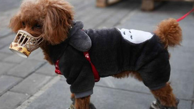 Hong Kong'da koronavirüs, insandan hayvana bulaştı