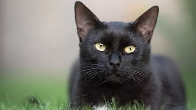 Korkunç İddia: Siyah kedileri virüse çare olarak yiyorlar