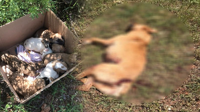 7 yavrusu olan köpeği tüfekle öldürdüler