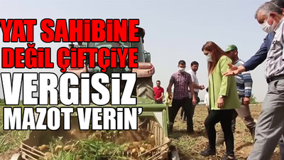 CHP'li vekil tarlada patates hasadına katıldı