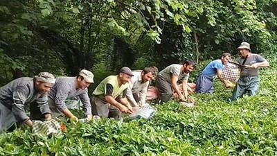 İçişleri Bakanlığı'ndan, çay üreticileri için genelge