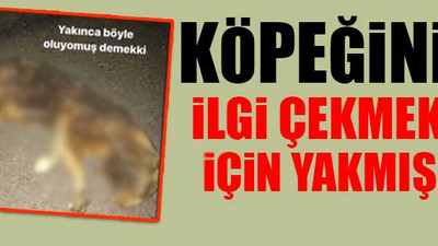 İzmİr'de köpeğini yakan şahıs yakalandı