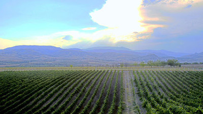 Kalecik üzümünün yetiştiği bağlar inşaat yapımı için söküldü