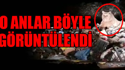 Kış uykusundan uyanan ayılar çöplükte yiyecek ararken görüntülendi