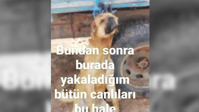 Köpeğe yaptıkları kan dondurdu