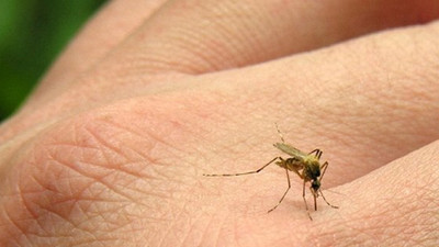 Sivrisineklerden koronavirüs bulaşır mı?