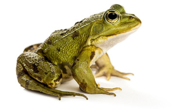 Türkiye'ye kritik kurbağa ihracatı uyarısı