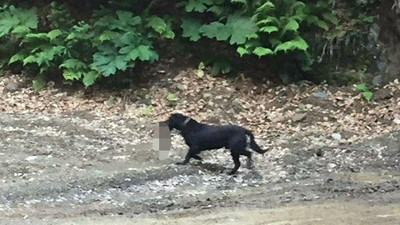 Bartın’da korkunç vahşet