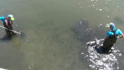 Küçükçekmece Gölü’nde kıyıya vuran balıklar toplanıyor