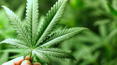 Yozgat Bozok Üniversitesi'nde Kenevir Araştırmaları Enstitüsü kuruluyor