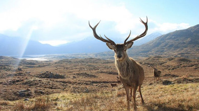 Av için ihale düzenleyen Bakanlık, 203 TL'ye avcılık kursu da veriyor