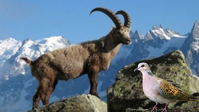 Dağ keçileri ve üveyikler korunmalı