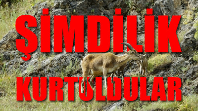 Dağ keçilerini ‘avlatmak’ için açılan ihale iptal