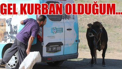 Elinden kaçan danaya böyle seslendi