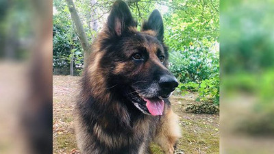 Eşini ısıran köpeği silahla öldürdü