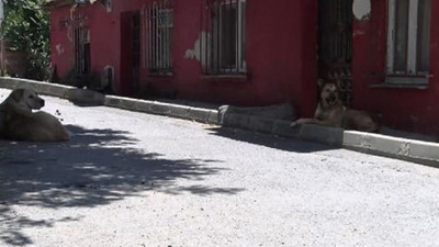 Sokak köpeklerini besleyen aileye ölüm tehditleri