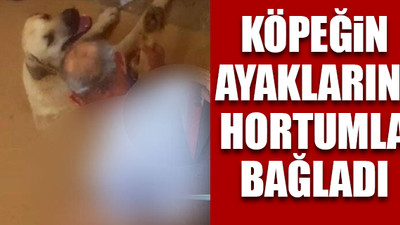 Antalya'da köpeğe tecavüz
