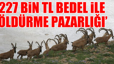 Dağ keçilerinin çilesi bitmiyor: Bu kez Erzincan’da avlanma için ihale açıldı