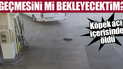 Yavru köpeği göz göre göre ezdi