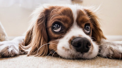 Beşiktaş'ta evcil hayvan ticareti yasaklanıyor