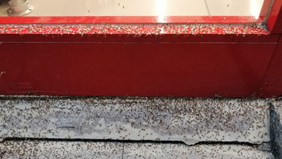 Bingöl’de ilçeyi sinekler bastı, esnaf iş yerini kapattı