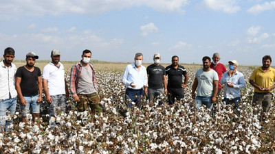 CHP'li Barut: Pamuk üreticisi hasat sevinci yaşayamıyor