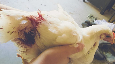 İran'da kanibalizm hastalığına yakalanan tavuklar birbirini yiyor